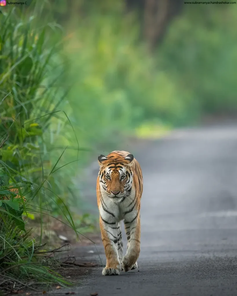 savevid.net 607885886 18427382854114460 3506836364702064834 n