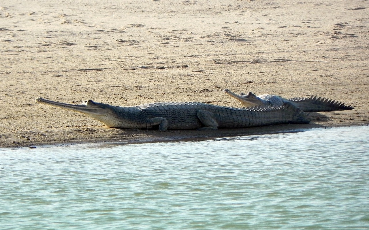 gharial, crocodile, chambal river, sanctuary, national park, gavialis gangeticus, gavial, fish-eating, crocodilian, gavialidae, carnivore, endangered, conservation, india, gharial, gharial, gharial, gharial, gharial