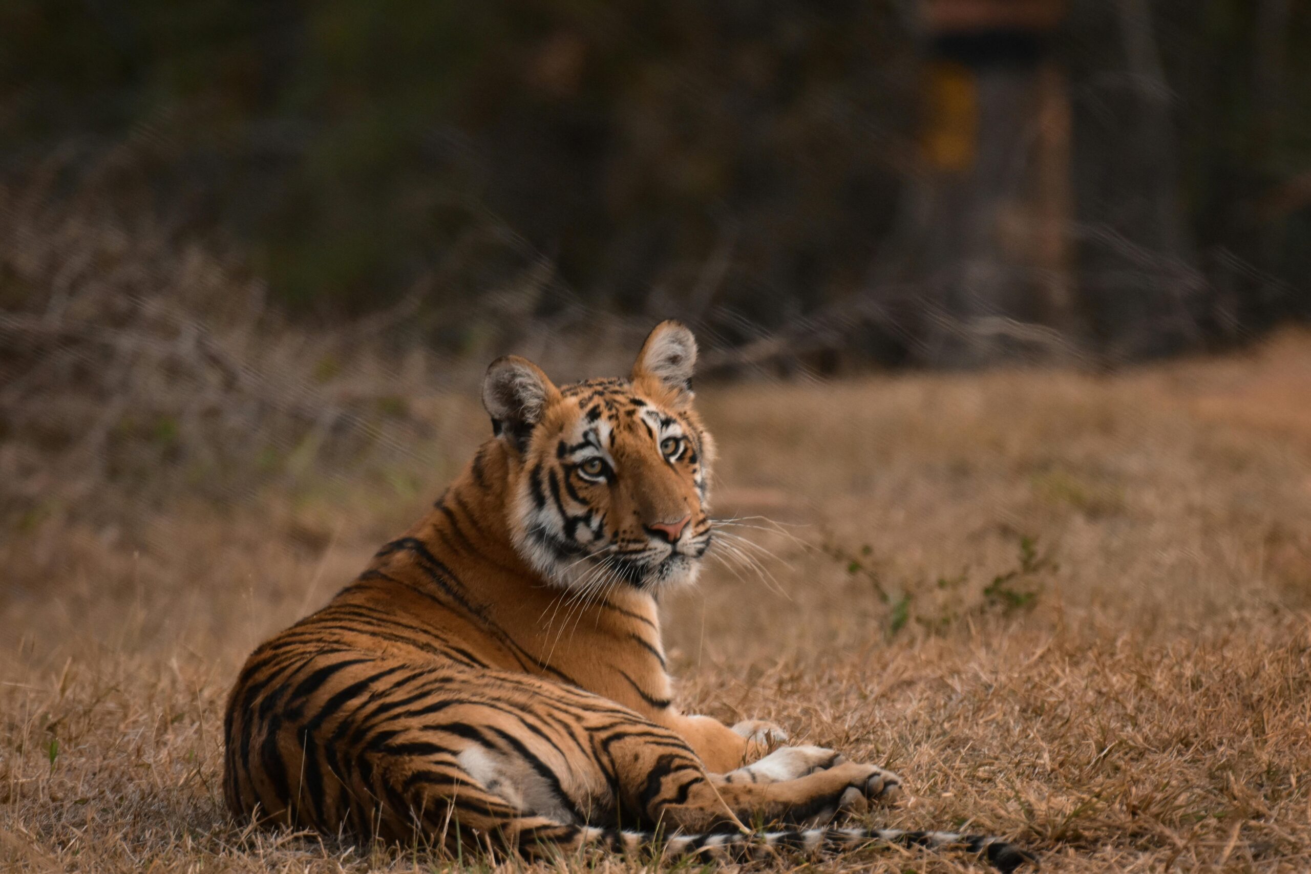 A Bengal tiger relaxes on dry grass, showcasing the beauty of wildlife in MH, India.
